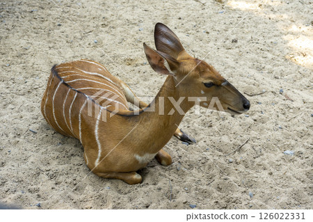 A Nyala female (Tragelaphus angasii) in a zoo. 126022331