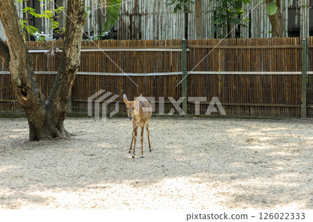 A Nyala female (Tragelaphus angasii) in a zoo. 126022333