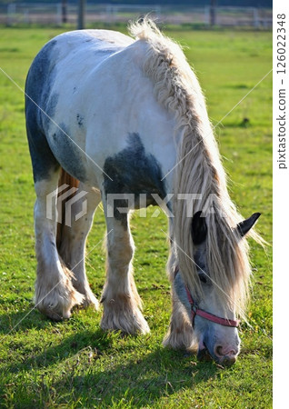 A beautiful horse is grazing on a green meadow on a sunny day. Concept for animals and nature. 126022348