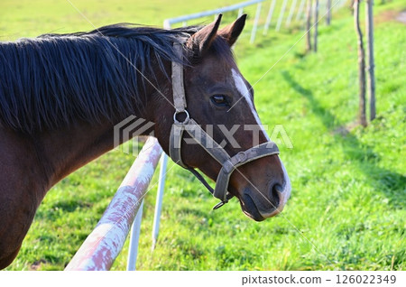 A beautiful horse is grazing on a green meadow on a sunny day. Concept for animals and nature. 126022349