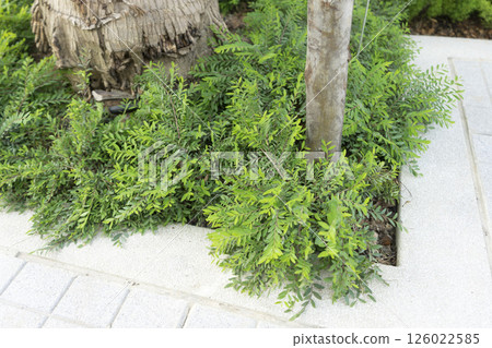 Green leave of beautiful plant and concrete bench in the small decorated garden in a home. Green leave of beautiful plant and concrete bench in the small decorated garden in a home. 126022585