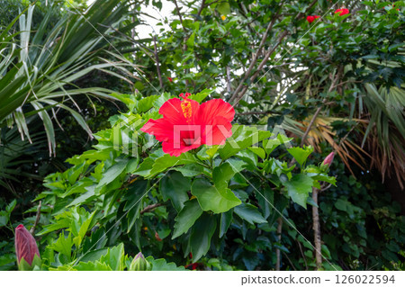 槿 花朵 花 126022594