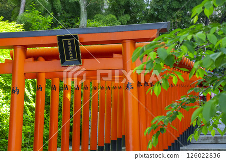 A row of torii gates at the Inari Shrine located within the grounds of Ikuta Shrine 126022836