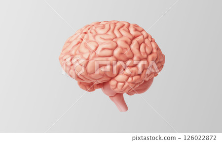 Anatomical Illustration of the Human Brain. 3D Rendering. 126022872