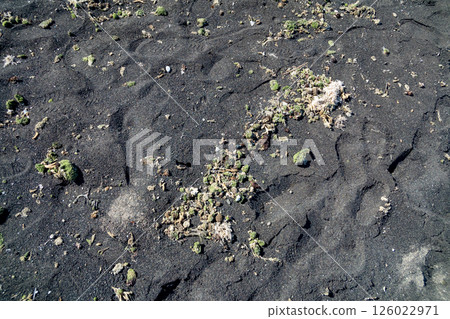 sandy beach, sand, sandy 126022971