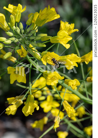 一隻蜜蜂堅持油菜花 一隻蜜蜂堅持油菜花 126023035
