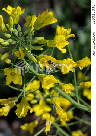 A bee stuck to rape blossoms 126023036