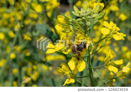 蜜蜂收穫油菜花 蜜蜂收穫油菜花 126023039