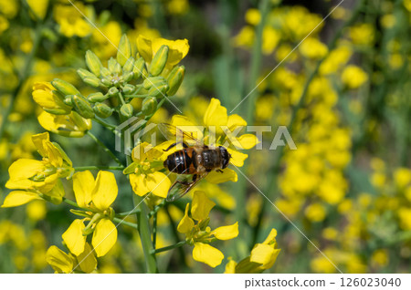 Bee harvesing to rape blossoms Bee harvesing to rape blossoms 126023040