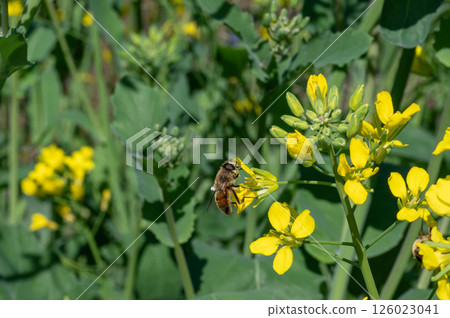 Bee harvesing to rape blossoms Bee harvesing to rape blossoms 126023041