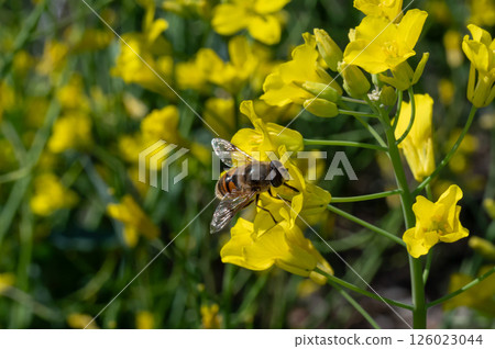蜜蜂收穫油菜花 126023044
