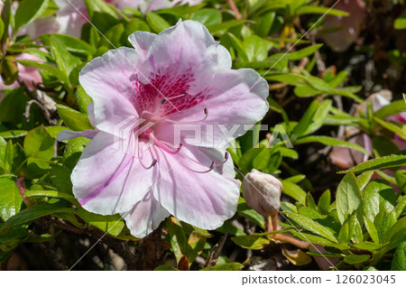 Pink azalea flowers Pink azalea flowers 126023045