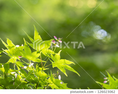 開紅花的楓樹 開紅花的楓樹 126023062