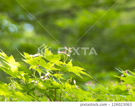 開紅花的楓樹 開紅花的楓樹 126023063