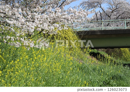Somei-yoshino cherry blossoms, yellow rape blossoms and winter primrose flowers blooming on a spring bank Somei-yoshino cherry blossoms, yellow rape blossoms and winter primrose flowers blooming on a spring bank 126023073