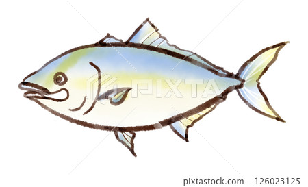 Illustration of amberjack (sumi-e style) Illustration of amberjack (sumi-e style) 126023125