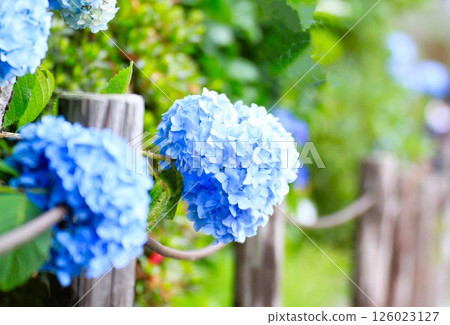 繡球花 繡球花 126023127