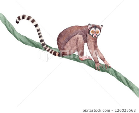 Cute hand drawn Lemur on Jungle Vine Watercolor 126023568