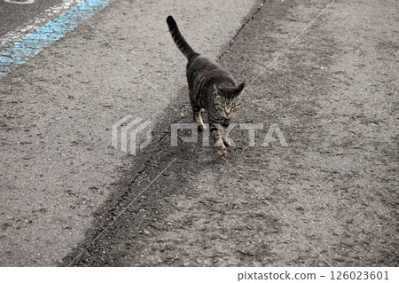 Tabby cat playing on the roadside 126023601