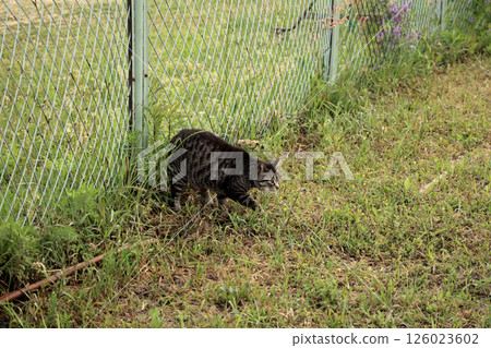 Tabby cat playing in the square 126023602