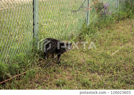 Tabby cat playing in the square 126023603