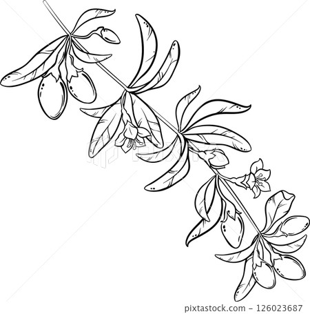 Goji Branch with Flowers, Berries and Leaves Colored Detailed Illustration. Organic natural nutritional healthy food ingredient, vegetarian diet product. 126023687