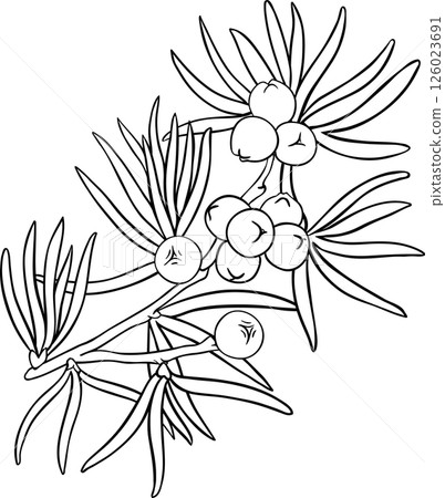 Juniper Branch with Berries  and Leaves Colored Detailed Illustration. 126023691