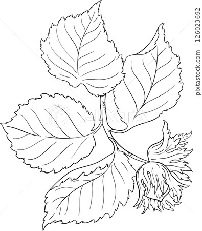 Hazelnut Branch with Nuts  and Leaves Outline Illustration 126023692