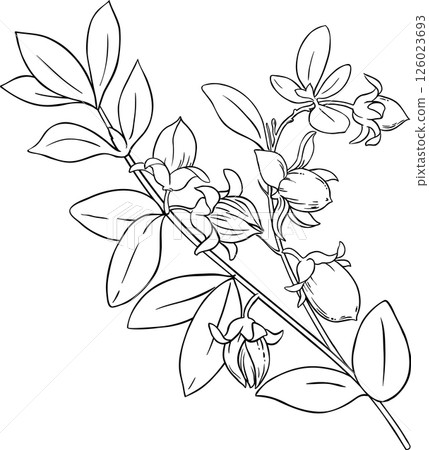 Jojoba Branch with Nuts and Leaves Outline Illustration. Ingredient for cosmetics, spa, aromatherapy, health care, alternative medicine 126023693