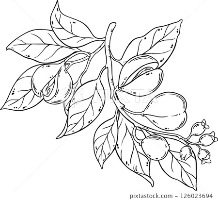 Nutmeg Branch Outline  Illustration. 126023694
