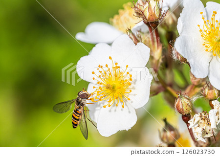 Narrow-headed fly (female) 126023730