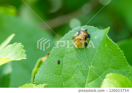 Yotsu Monkey Beetle 126023754