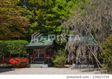 Tsunemiya Shrine with fresh greenery 126023794