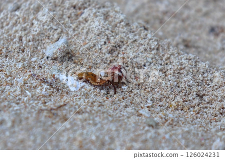 Taketomi Island's Star Sand Beach and Hermit Crab (Kaiji Beach) 126024231