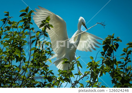 白色分泌物 126024246