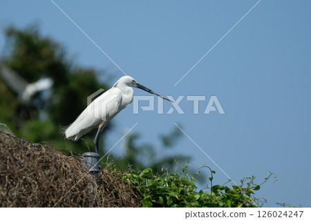 白色分泌物 126024247