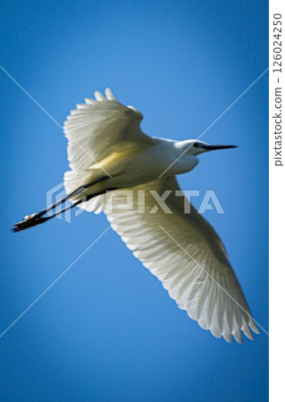 White secretion White secretion 126024250