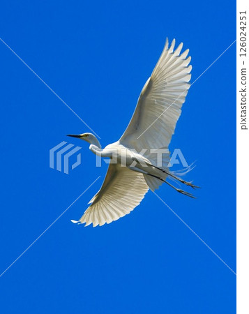 White secretion 126024251