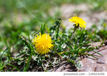 A dandelion is growing out of the ground amidst the grass around it 126024289