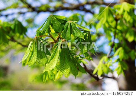 A detailed close up of a tree branch showcasing vibrant green leaves A detailed close up of a tree branch showcasing vibrant green leaves 126024297