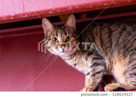 A fluffy cat sits on a red surface, looking at the camera 126024327