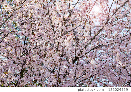 The sun shines through the branches of a cherry blossom tree The sun shines through the branches of a cherry blossom tree 126024339