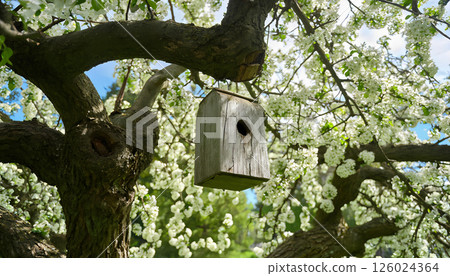 The bird house hangs from a tree branch, creating a cozy shelter for the birds. 126024364