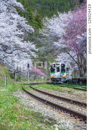 Cherry blossoms and local train Cherry blossoms and local train 126024419