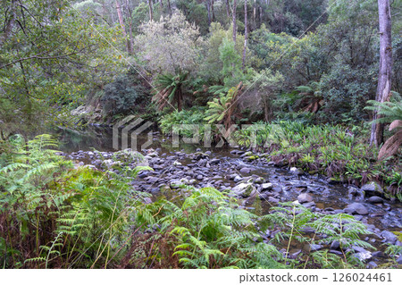 Cumberland River along Kalimna Falls trek, Great Ocean Road, Australia 126024461
