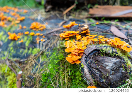 Bright orange fungi growing on a mossy log in the forest Bright orange fungi growing on a mossy log in the forest 126024463
