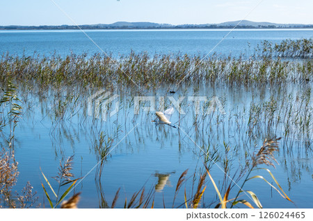 Plumed egret taking flight over Lake Colac, Victoria, Australia 126024465
