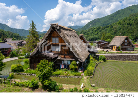 Traditional houses and rice fields in Shirakawa-go, rural Japan Traditional houses and rice fields in Shirakawa-go, rural Japan 126024475