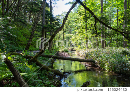 Gokusama wetlands and forest reflections in Kamikochi, Japan 126024480
