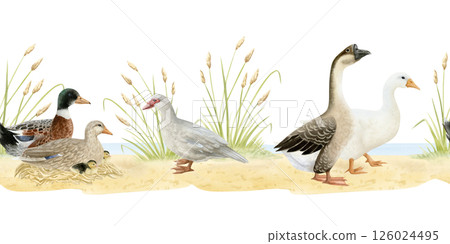 Various ducks and geese horizontal watercolor seamless border. Poultry yard waterfowl birds on sandy ground in hand drawn realistic style. Easter farm repeat background for village designs Various ducks and geese horizontal watercolor seamless border. Poultry yard waterfowl birds on sandy ground in hand drawn realistic style. Easter farm repeat background for village designs 126024495